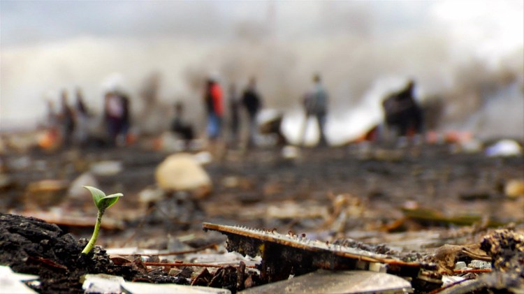 a sprout grows in the Ghana dumpsite